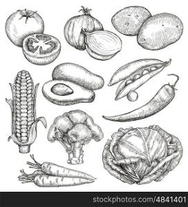 Vegetables, sketches, hand drawing, vector set