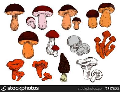 Vegetarian edible brown cap boletus and cep, white champignons and orange chanterelles, birch and pine boletes, porcini, honey agarics and black morel mushrooms sketch icons. Healthy eating design. Fresh picked forest edible mushrooms sketches