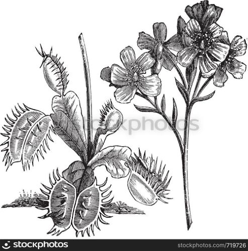 Venus Flytrap or Dionaea muscipula, vintage engraving. Old engraved illustration of a Venus Flytrap plant showing leaves (left) and flowers (right).