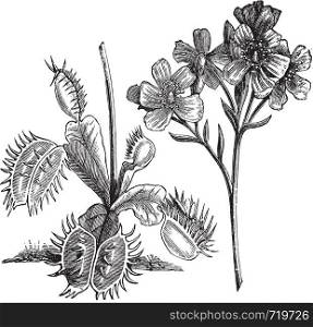 Venus Flytrap or Dionaea muscipula, vintage engraving. Old engraved illustration of a Venus Flytrap plant showing leaves (left) and flowers (right).