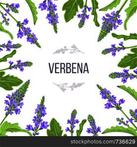 Verbena flowers and leaves card template with copy space. branch boxing. Verbenaceae medicinal herb vector Illustration. . For prints, posters, flyer, flier, purple, textile tags labels, perfumery. Verbena flowers and leaves card template with copy space. branch boxing. Verbenaceae medicinal herb