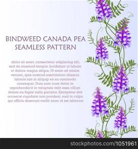 Vertical border seamless pattern wildflowers bindweed bird vetch canada pea for banners. Vector illustration. Vertical border seamless pattern wildflowers bindweed bird vetch canada pea