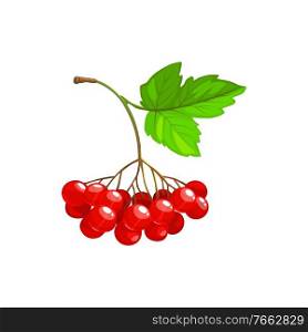 Viburnum fruits or berries icon, food from farm garden and wild forest, vector. Viburnum fruits bunch ripe harvest for jam or juice package food ingredient, natural organic sweet berries. Viburnum fruits or berries icon, food of garden