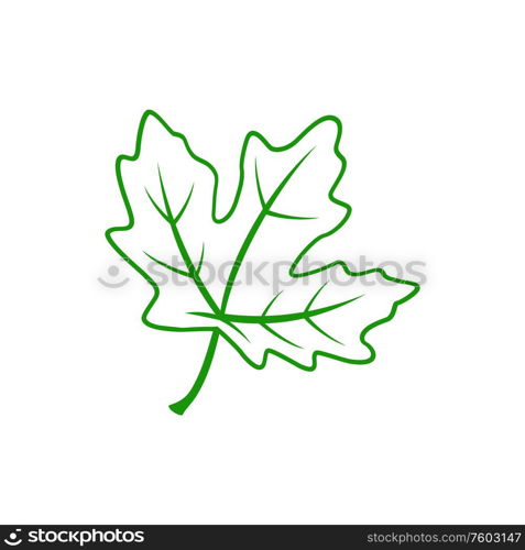 Viburnum leaf isolated outline plant icon. Vector green leafage with vein and skeleton, foliage on stem. Green viburnum leaf isolated icon