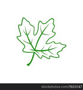 Viburnum leaf isolated outline plant icon. Vector green leafage with vein and skeleton, foliage on stem. Green viburnum leaf isolated icon