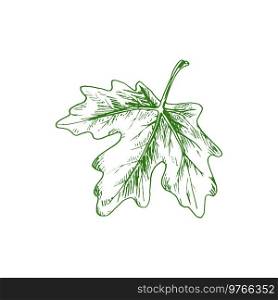 Viburnum leaf isolated plant sketch. Vector green foliage on stem, maple tree leafage. Green viburnum leaf isolated sketch, maple plant