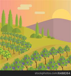 Vineyard Plantation of Grape-Bearing Vines. Vineyard plantation of grape-bearing vines, grown mainly for winemaking, raisins, table grapes and non-alcoholic juice. Vinegrove green valley. Part of series of viniculture production. Vector