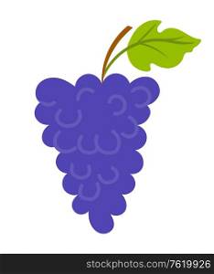 Vineyard with leaf, purple seedless bubo, viticulture element of decoration. Grapes on wooden stick, winemaker industry, grapevine symbol, farming vector. Grapes with Leaf and Wooden Stick, Vineyard Vector