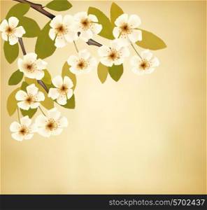 Vintage background with blossoming tree brunch and white flowers. Vector.