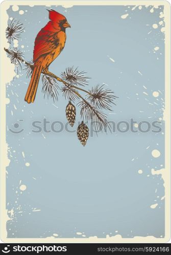 Vintage Christmas background with pine branch and cardinal bird