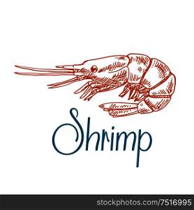 Vintage engraving sketch icon of marine rock shrimp or prawn with short antennae and caption Shrimp. Underwater wildlife, seafood menu, old fashioned recipe book design usage. Marine shrimp or prawn sketch in engraving style