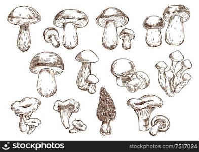 Vintage engraving sketches of edible mushrooms with isolated icons of boletus, cep, porcini, champignons, chanterelles, morel and honey agarics. Addition to old fashioned recipe book, vegetarian menu, kitchen interior accessories design. Edible mushrooms sketch drawing icons