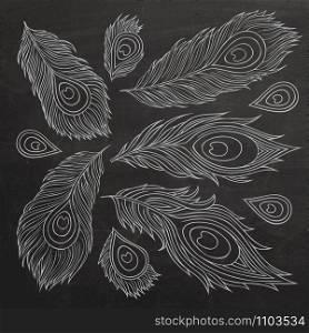 Vintage Feather vector set. Hand drawn chalk board illustration.. Vintage Feather vector set.
