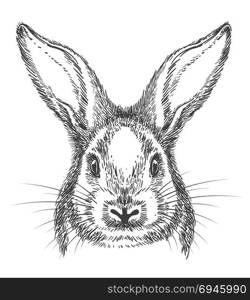 Vintage hand drawn bunny face sketch. Bunny drawing. Vintage hand drawn rabbit face, vector sketch or engraving hare illustration