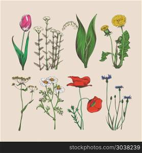 Vintage hand drawn flowers and herbs. Vintage flowers and herbs. Vector hand drawn flowers and herbs illustration