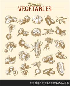Vintage hand drawn sketch vegetable set. Eco foods.Vector illustration