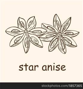 Vintage hand engraved star anise seasoning. Vector illustration of inflorescence of aromatic flavoring natural ingredient. Isolated drawn object.. Vintage hand engraved star anise seasoning.