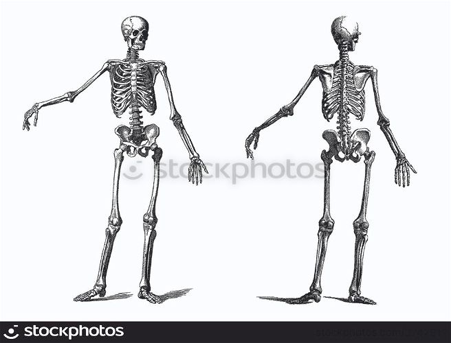 vintage illustration of a human skeleton in the nineteenth century engraving