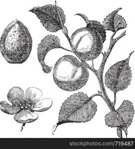 Vintage illustration of an apricot tree, also showing the apricot kernel and flower. Vector live trace from a scan of an engraving from Trousset Encyclopedia, 1886 - 1891