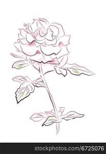 vintage illustration of pink rose