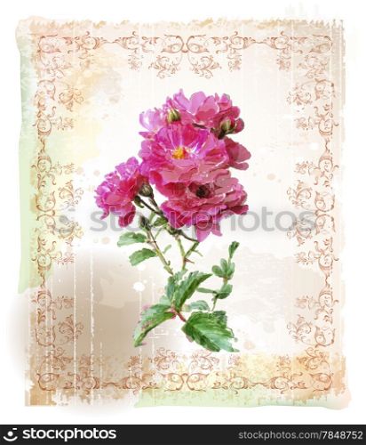 vintage illustration of the pink roses