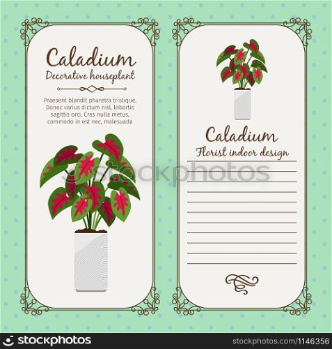 Vintage label template with decorative caladium plant in pot, vector illustration. Vintage label with caladium plant