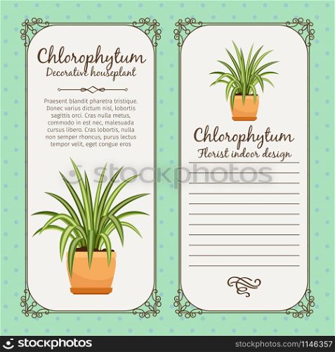 Vintage label template with decorative chlorophytum plant in pot, vector illustration. Vintage label with chlorophytum plant