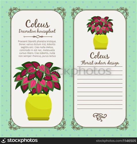 Vintage label template with decorative coleus plant in pot, vector illustration. Vintage label with coleus plant