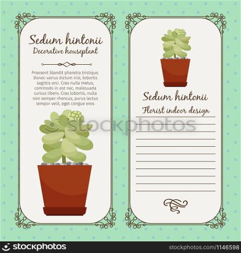 Vintage label template with decorative sedum hintonii plant in pot, vector illustration. Vintage label with sedum hintonii plant