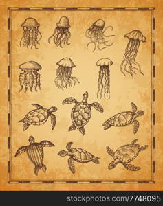 Vintage map elements, jellyfish and sea turtle sketches. Vector water animals of deep sea, hand drawn underwater reptiles and sea jellies on grunge parchment paper, pirate treasure map, marine travel. Vintage map elements, jellyfish, turtle sketches