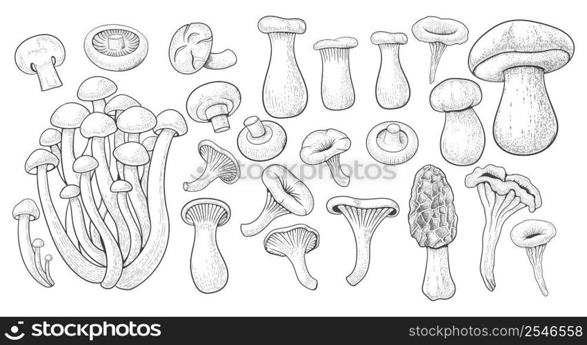 Vintage mushrooms. Botanical nature fungi. Different boletus, porcini and shiitake. Various champignons, agaric and chanterelles. Hand drawn engraving elements. Vector sketch isolated illustration. Vintage mushrooms. Botanical nature fungi. Different boletus, porcini and shiitake. Various champignons, agaric and chanterelles. Hand drawn engraving elements. Vector sketch illustration