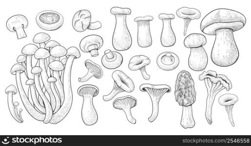 Vintage mushrooms. Botanical nature fungi. Different boletus, porcini and shiitake. Various champignons, agaric and chanterelles. Hand drawn engraving elements. Vector sketch isolated illustration. Vintage mushrooms. Botanical nature fungi. Different boletus, porcini and shiitake. Various champignons, agaric and chanterelles. Hand drawn engraving elements. Vector sketch illustration