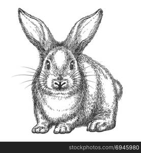 Vintage rabbit sketch. Rabbit sketch. Vector hand drawn wild rabbit isolated on white background, vintage hare or bunny black drawing