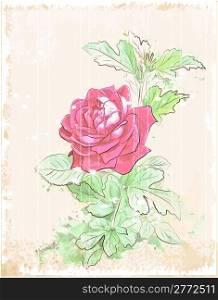 vintage red rose