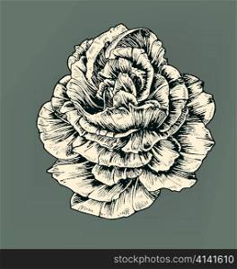 vintage rose vector illustration