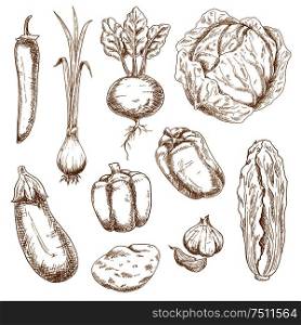 Vintage sketch vector illustration of farm vegetables, such as cabbage, spring onion, chilli and bell peppers, garlic, eggplant, potato, beet and chinese cabbage. Sketch icons of farm and garden vegetables