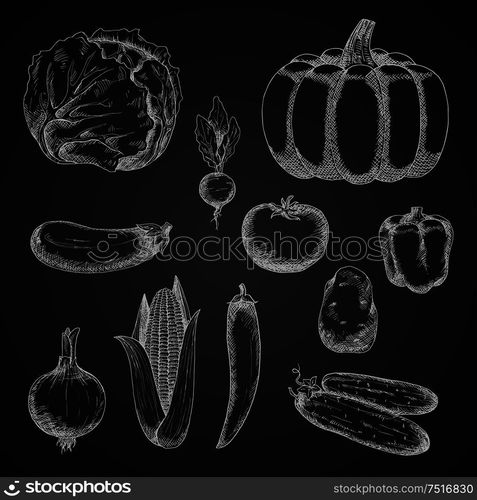 Vintage sketches of autumn harvest vegetables with chalk drawings of ripe pumpkin, tomato, onion, eggplant, potato, cabbage, sweet bell pepper, fresh cob of sweet corn, crunchy cucumbers and radish, spicy cayenne pepper on chalkboard. Autumn farm vegetables chalk sketches