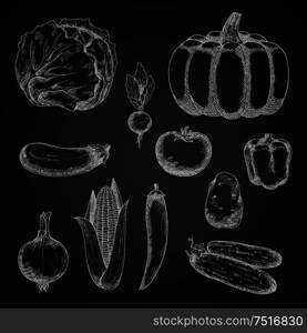 Vintage sketches of autumn harvest vegetables with chalk drawings of ripe pumpkin, tomato, onion, eggplant, potato, cabbage, sweet bell pepper, fresh cob of sweet corn, crunchy cucumbers and radish, spicy cayenne pepper on chalkboard. Autumn farm vegetables chalk sketches