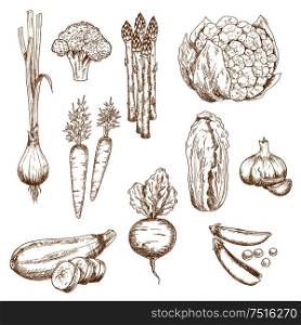 Vintage sketches of farm carrot, garlic cloves and onion, sweet pea and broccoli, zucchini and cauliflower, asparagus and chinese cabbage vegetables. Restaurant menu, recipe book, vegetarian food. Vintage sketches of farm vegetables