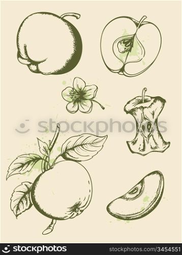Vintage vector hand drawn ripe apples