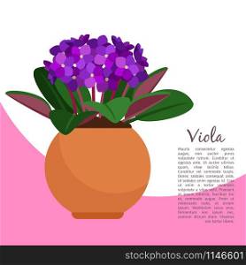 Viola indoor plant in pot banner template, vector illustration. Viola plant in pot banner template
