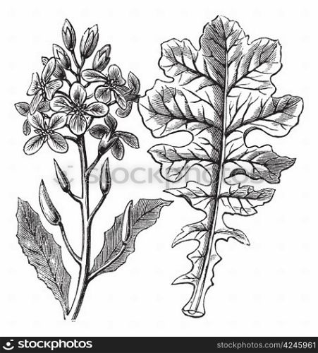 Violet Cabbage or Moricandia sp., vintage engraving. Old engraved illustration of a Violet Cabbage showing flowers (left) and leaf (right).