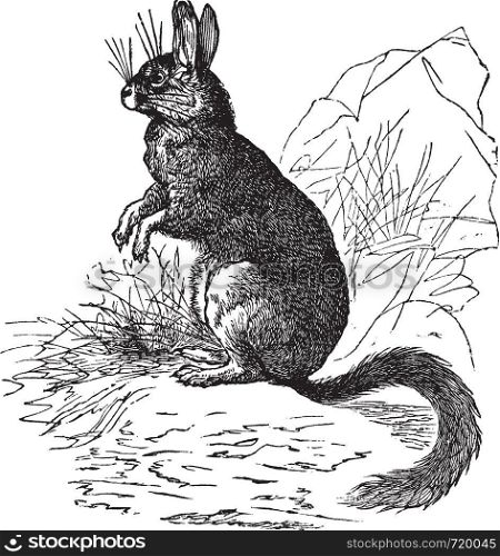Viscachas or vizcachas vintage engraving. Old engraved illustration of Viscachas.