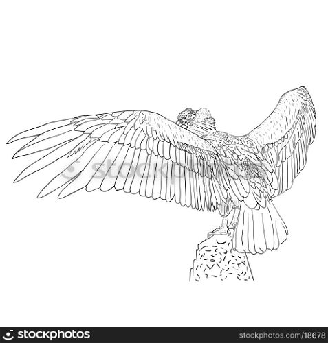 Vulture with outspread wings. Vector illustration.