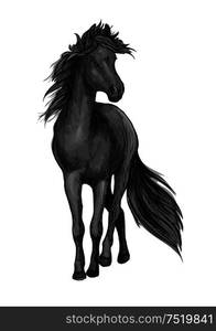 Walking black horse pencil sketch portrait. Stallion standing on hoofs with mane and tail waving in wind. Walking black horse sketch portrait