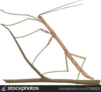 Walking Stick Bug Vector Illustration