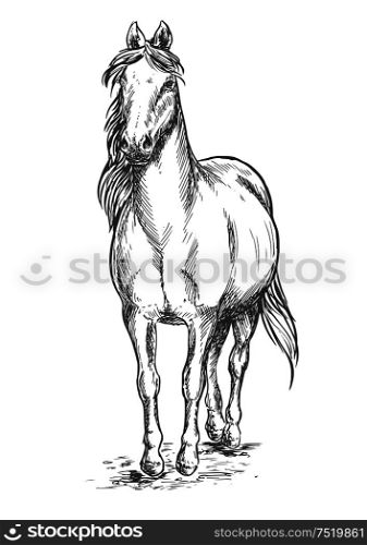 Walking white horse. Stallion standing on hoofs with mane and tail waving in wind. Vector pencil sketch portrait. Walking white horse sketch portrait