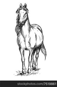 Walking white horse. Stallion standing on hoofs with mane and tail waving in wind. Vector pencil sketch portrait. Walking white horse sketch portrait