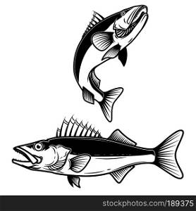 Walleye fish sign on white background. Zander fishing. Design element for logo, label, emblem, sign. Vector illustration