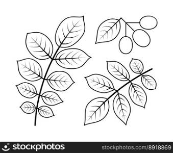 Walnut branches and walnut fruit vector line icons. Nature and ecology. Walnut, leaves, plant, icon, drawing, fetus and more. Isolated collection of line icons walnut branches on white background.. Walnut branches and walnut fetus vector line icons. Isolated collection of line icons walnut branches on white background.
